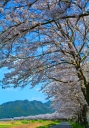 氷上町 佐治川の桜並木です