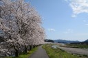 佐治川の桜