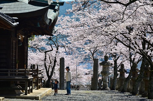 甲賀山の桜満開