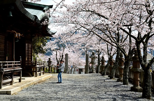 甲賀山の桜