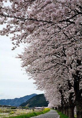 佐治川の桜
