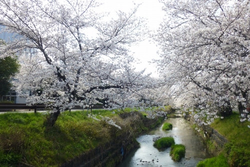 �t�����̍�