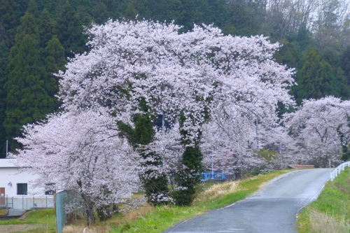 ������̍�