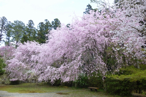 ���R���̍�